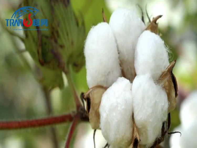 GOTS Certification Audit Process: A Step-by-Step Guide for 2025