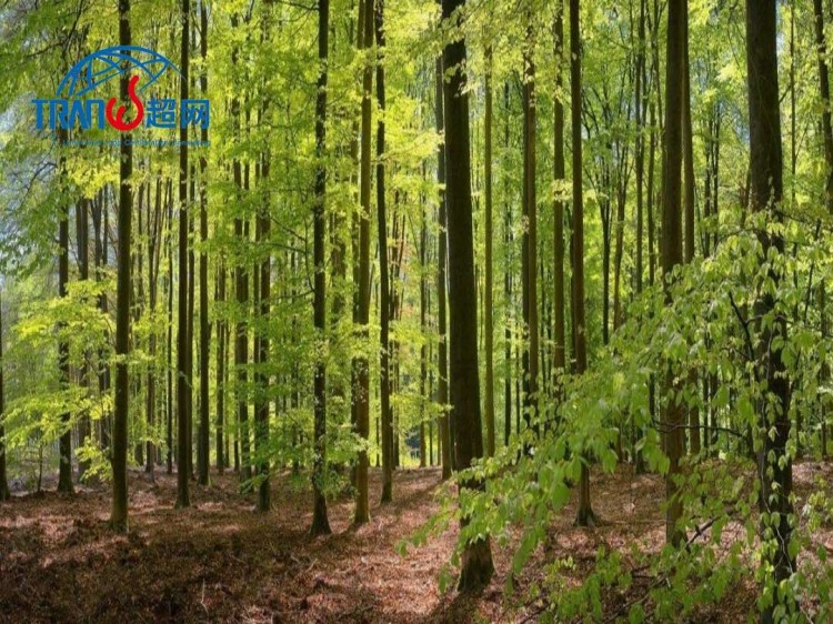 Which Enterprises or Products Are Eligible for FSC Certification? A Complete Guide